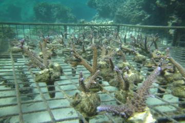 ready to be transplanted corals project milestones